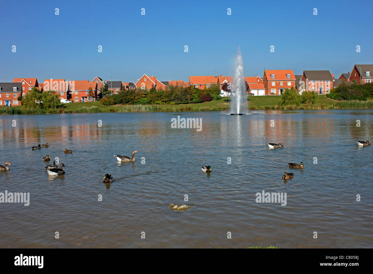 Ducks and geese enjoy a paddle on one of the lakes in the Oakley Vale area of Corby Northamptonshire England Stock Photo