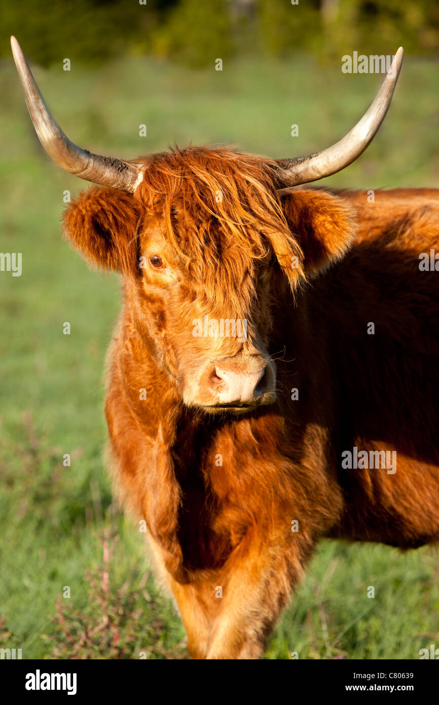 Highland Cow - Kyloe Breed (Bos Taurus), on farm near Franklin, Tennessee, USA Stock Photo