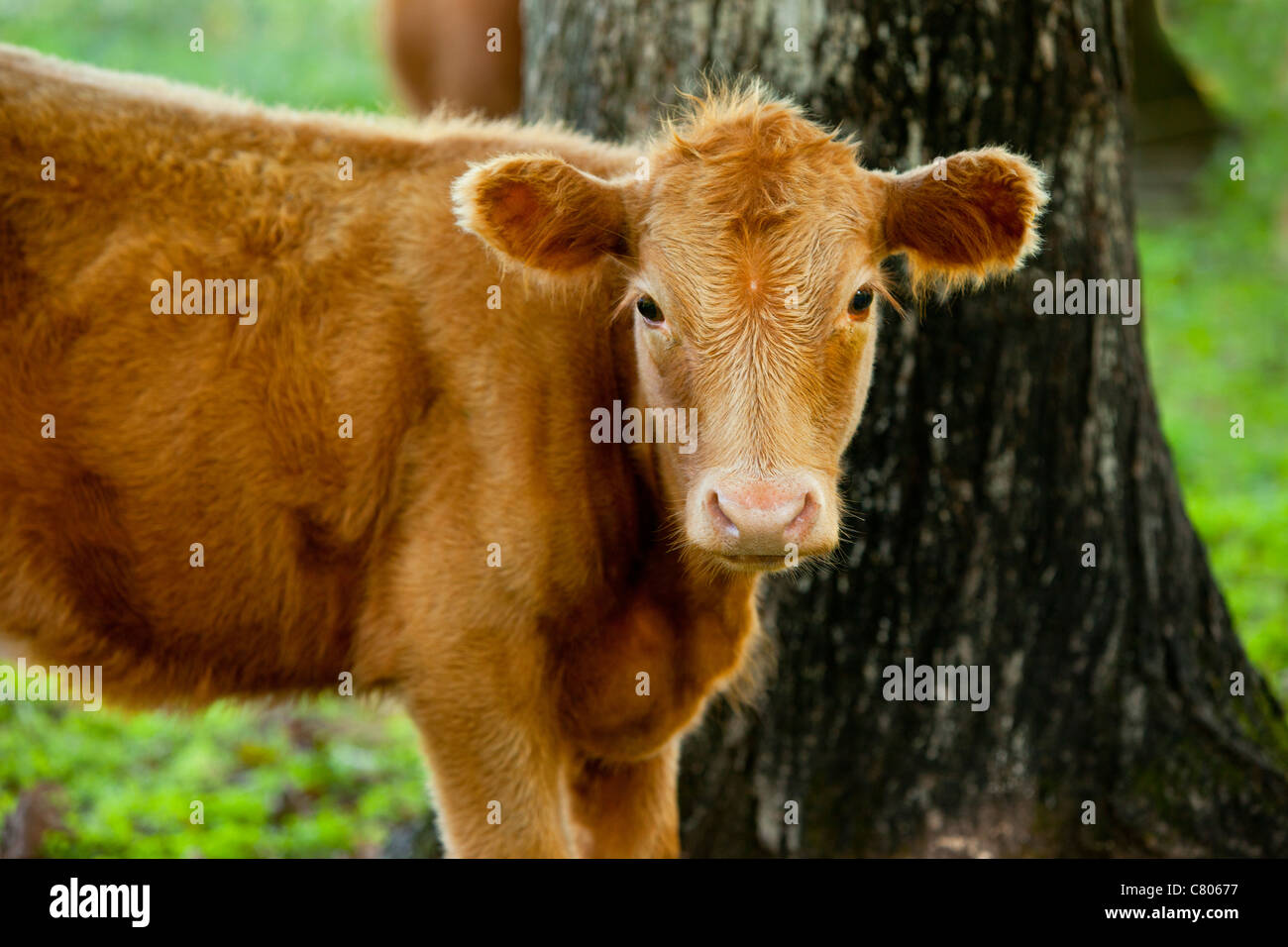 Highland calf on farm near Franklin Tennessee USA Stock Photo