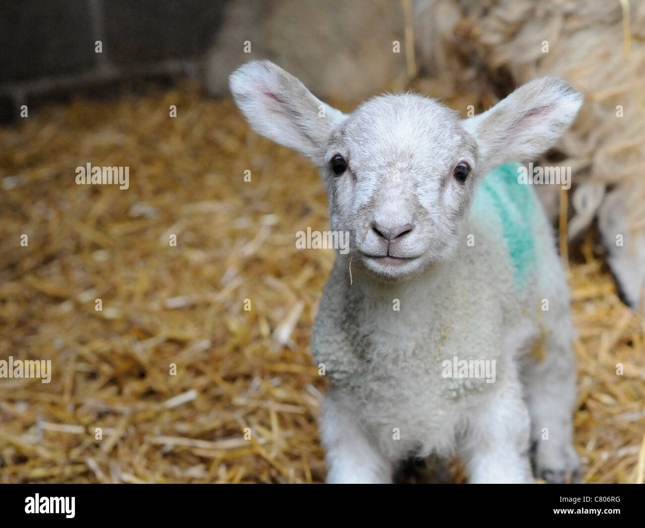 A very cute little baby lamb Stock Photo
