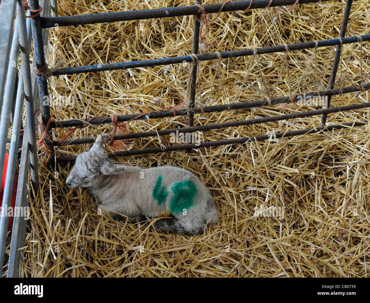 A tiny little newborn lamb asleep and alone in a barn Stock Photo
