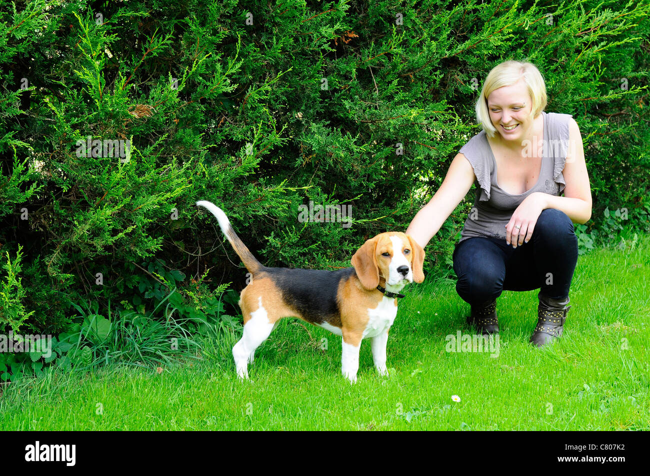 Young woman playing with her pet Beagle puppy dog. Stock Photo