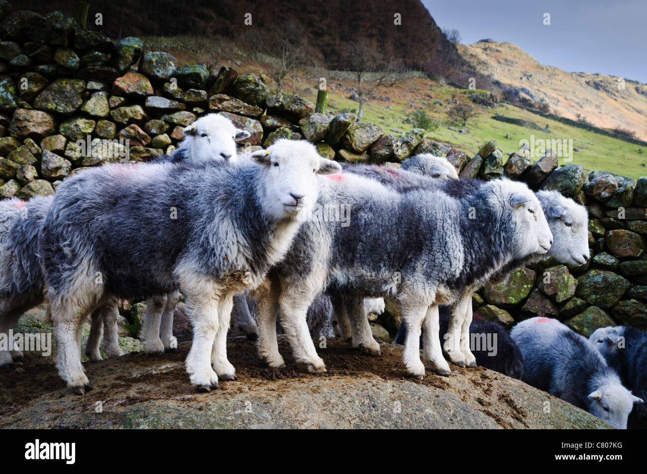 Herdwick Sheep in Langdale Valley, Lake District Stock Photo Alamy