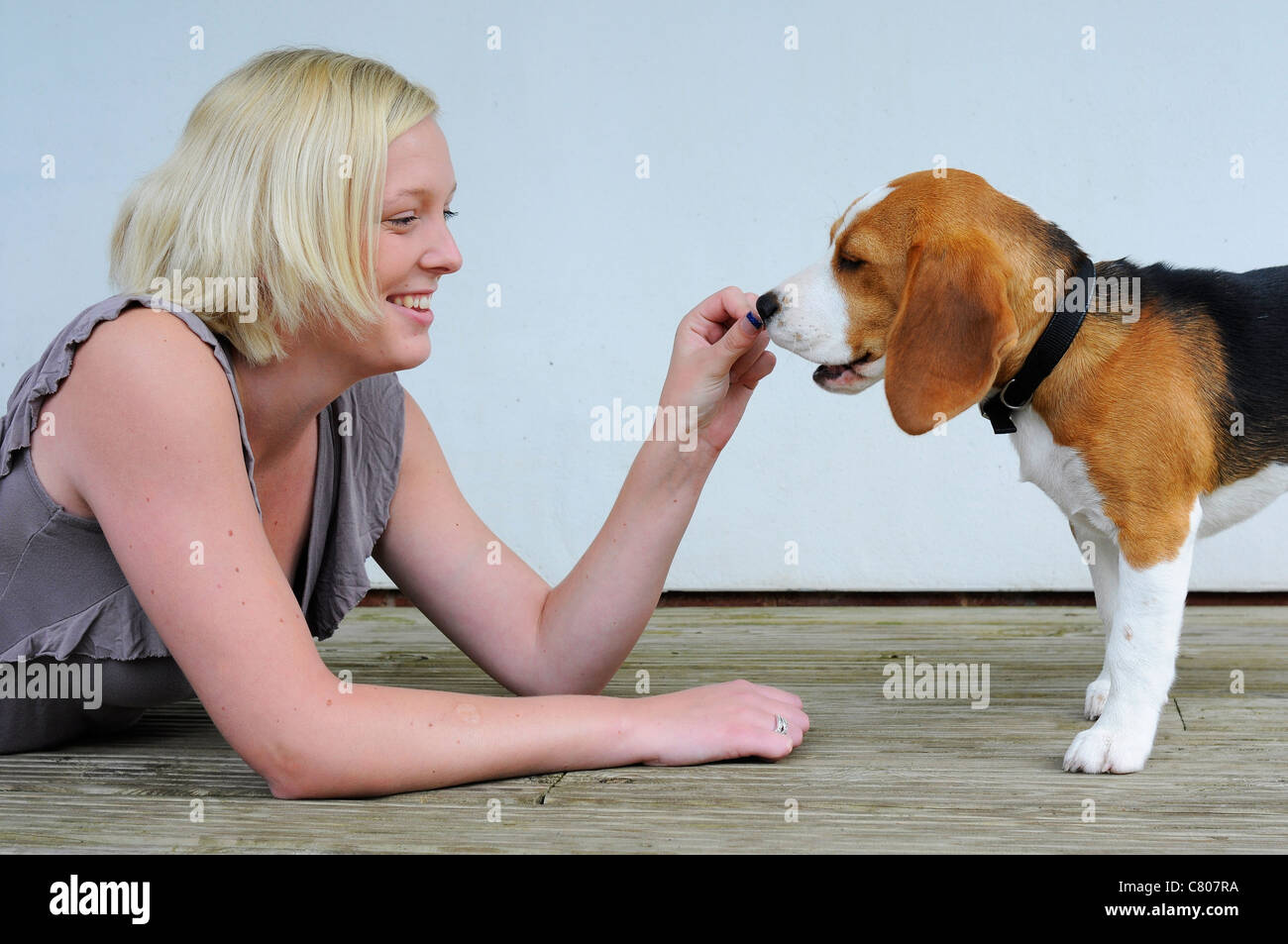 Puppy training.Young woman giving with her pet Beagle puppy a taste