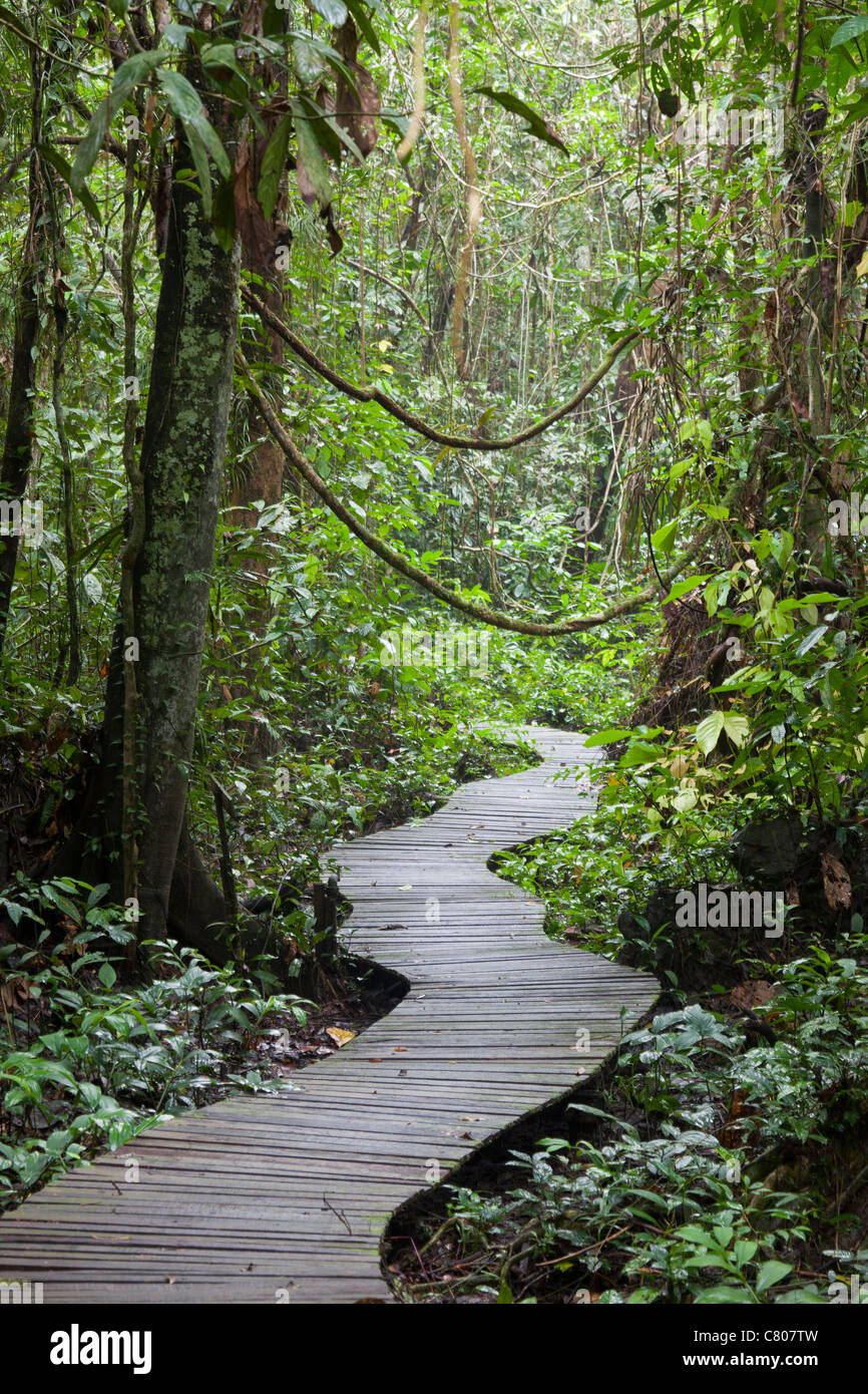 Boardwalk through rain forest, Mulu National Park, Sarawak, Malaysian Borneo Stock Photo