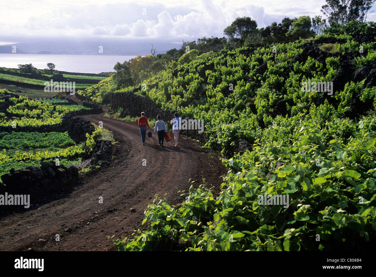 Azores, Pico Island, vineyards Stock Photo