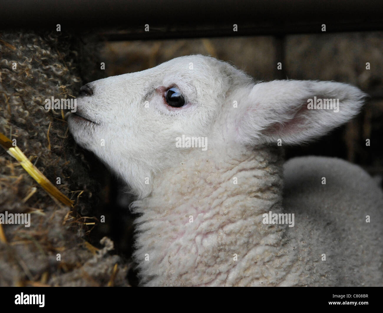 Lamb eye hires stock photography and images Alamy