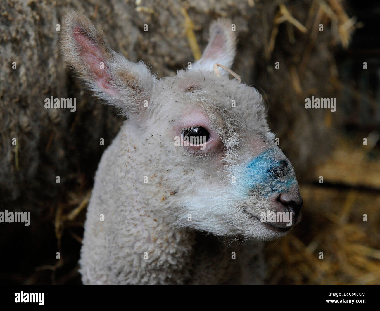 An odd looking baby lamb Stock Photo
