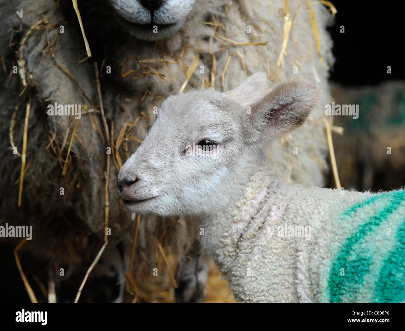 A small young lamb with its mother Stock Photo