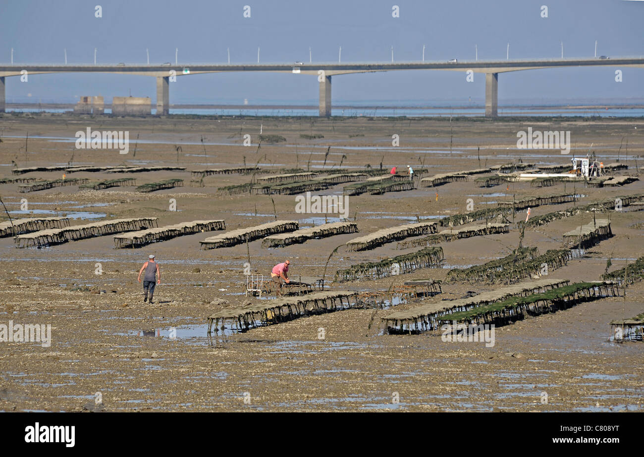 Mussel & oyster beds,Ile d'Oleron,France Stock Photo