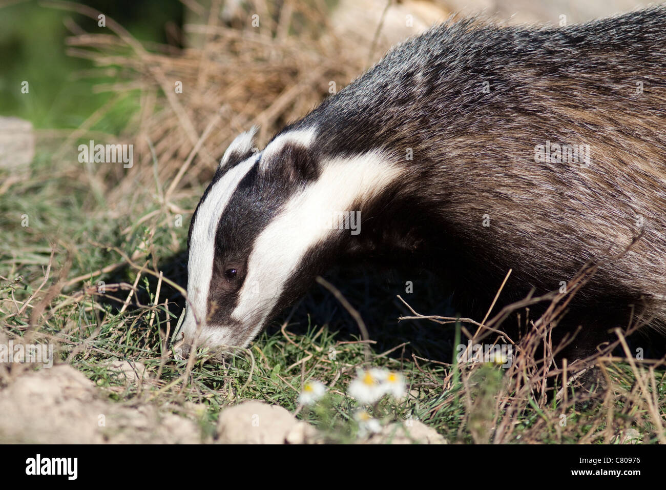 Badger,(Meles meles) captive animal owned by the British Wildlife Centre, Lingfield, Surrey, England, UK Stock Photo