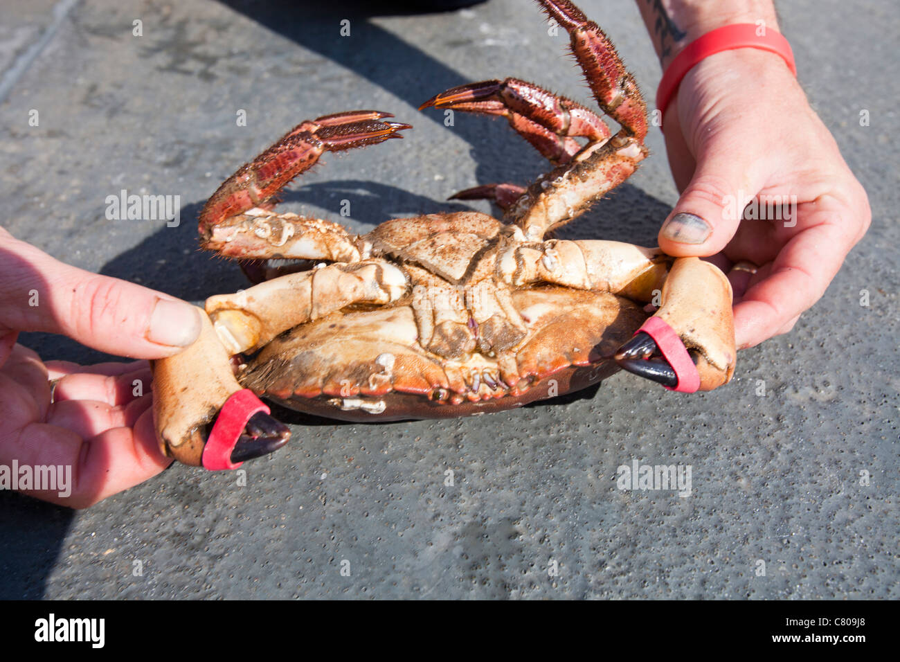 Edible crab in trap hi-res stock photography and images - Alamy