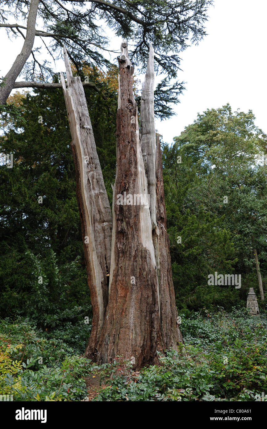 Remains of a Giant Redwood tree after being struck by lightning for the