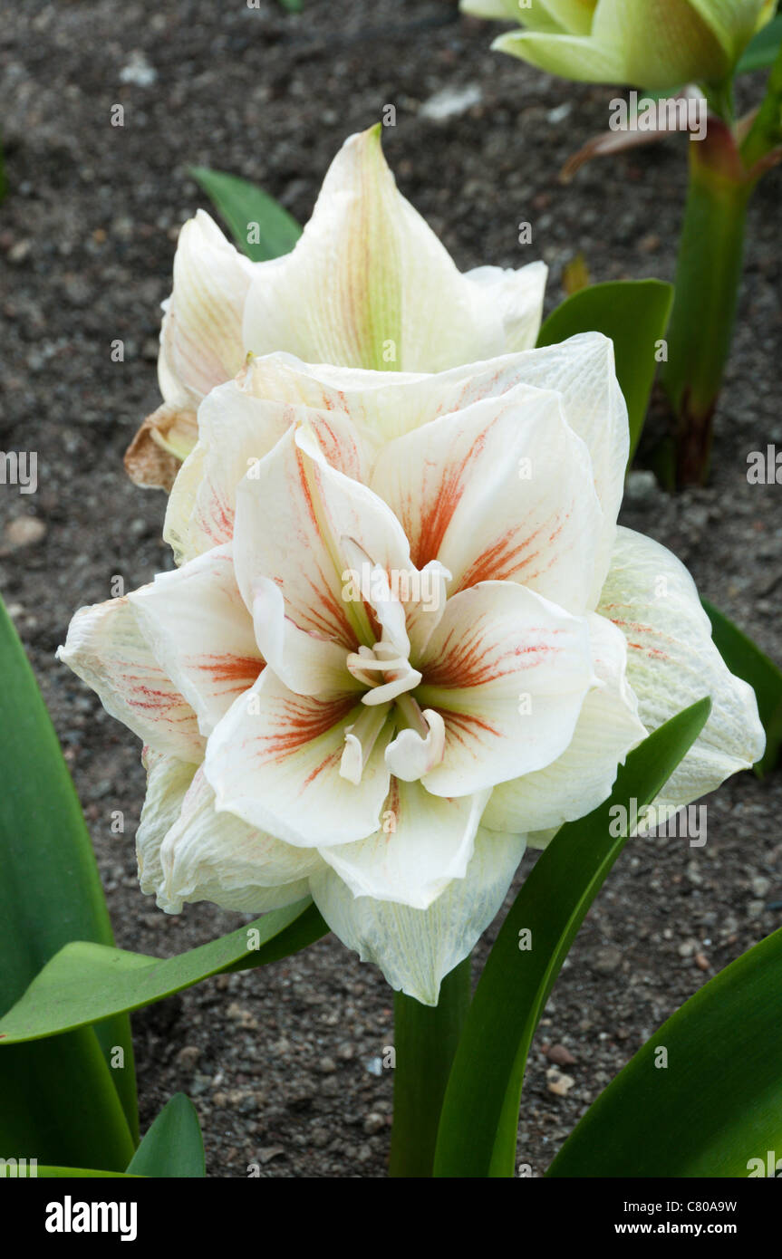 Hippeastrum 'Nymph' Stock Photo