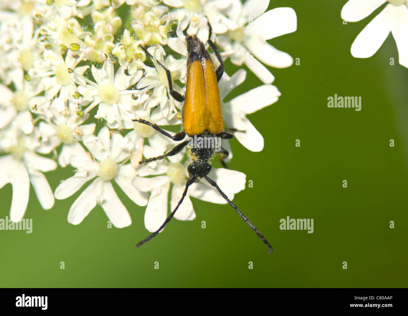 Longhorn Beetle (Leptura rubra), France Stock Photo