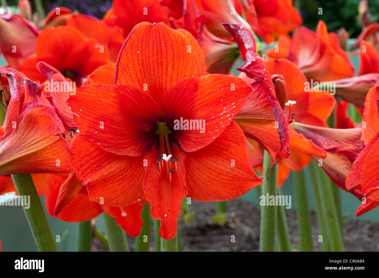 Orange flowers hippeastrum hires stock photography and images Alamy
