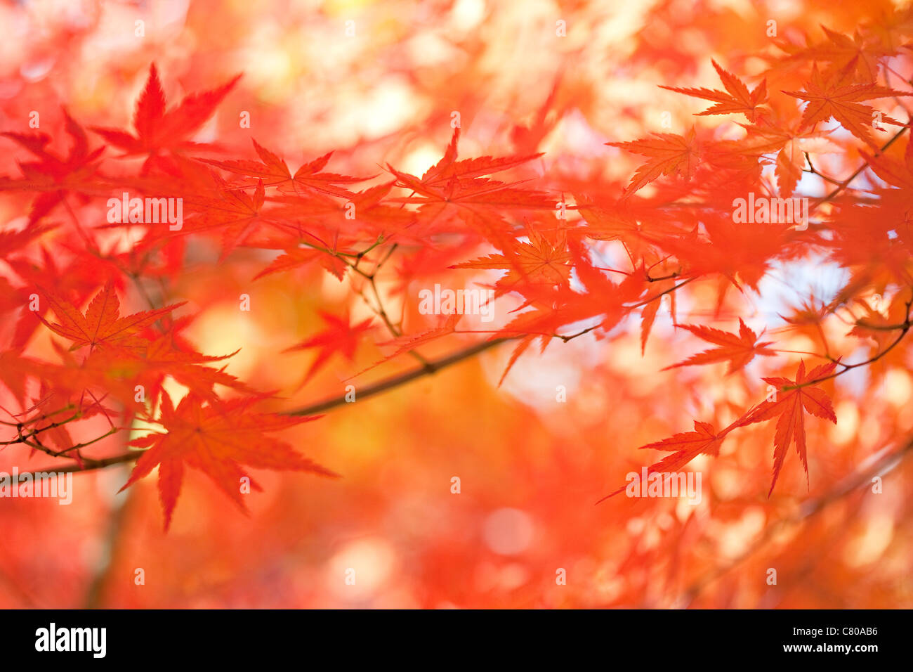 Japanese Maple leaves, Hakone, Japan Stock Photo