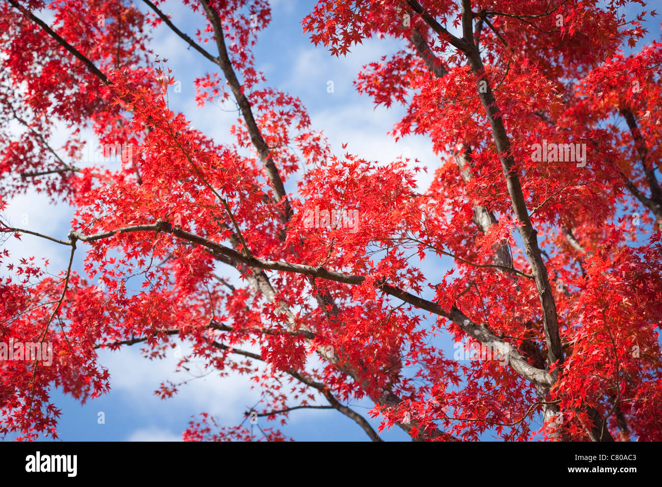 Red maple tree Stock Photo by ©Dr.PAS 55500911