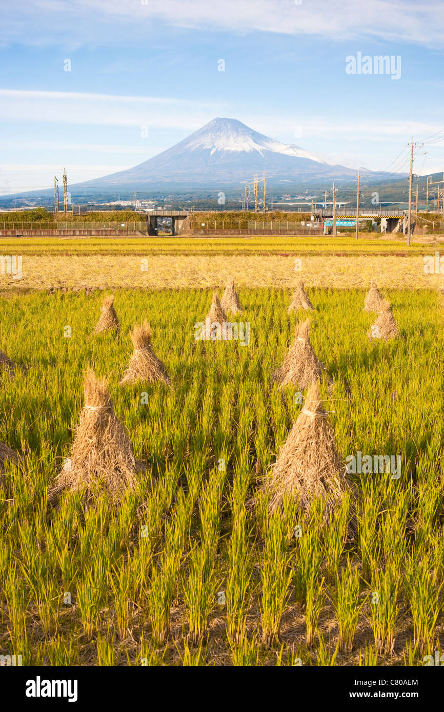Rice field in front of Mount Fuji,  Japan Stock Photo
