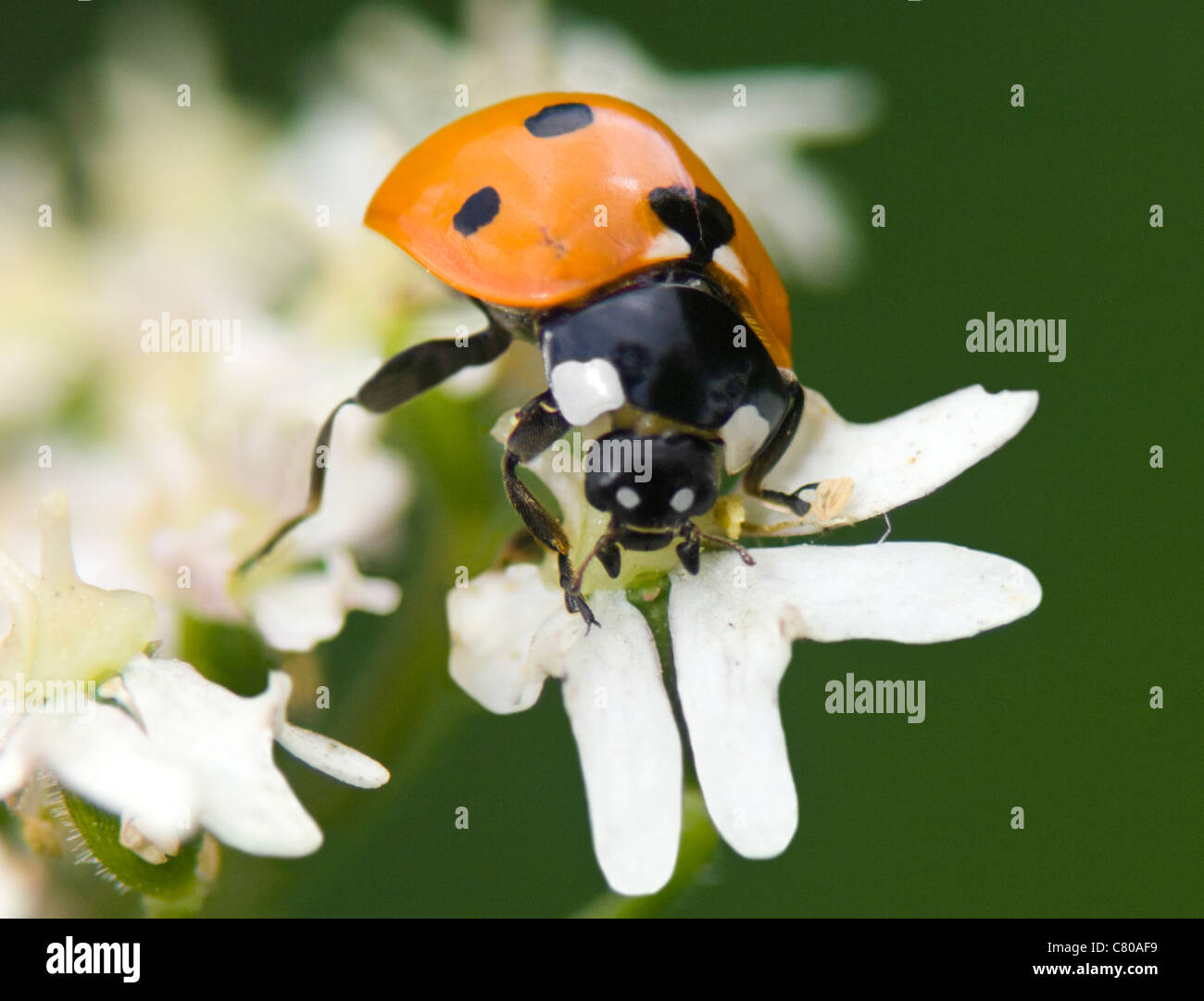Seven-Spot Ladybird (Coccinella septempunctata), France Stock Photo