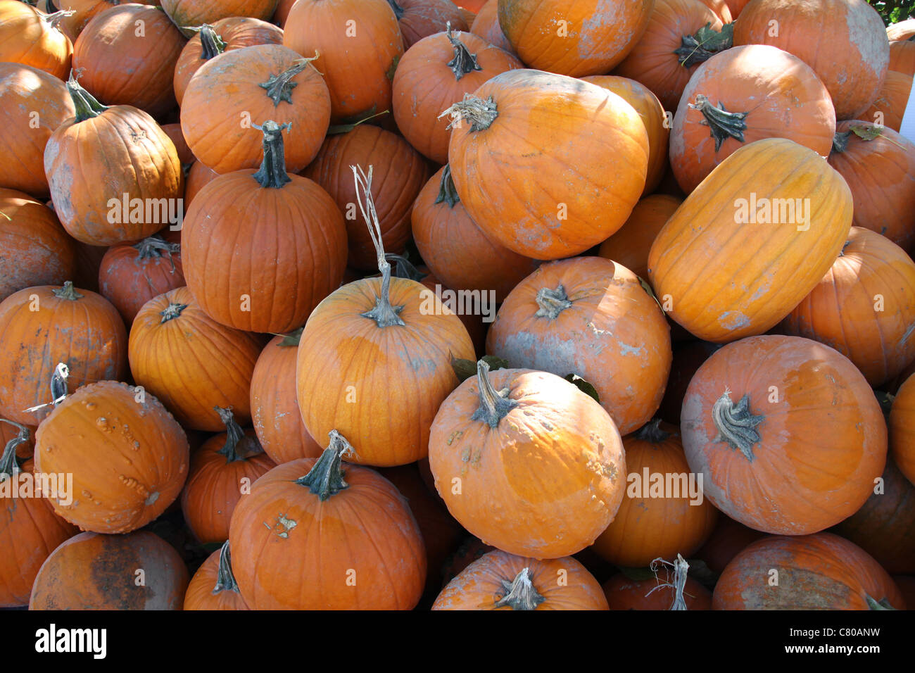 Wallpaper of pumpkins, different shades of orange Stock Photo