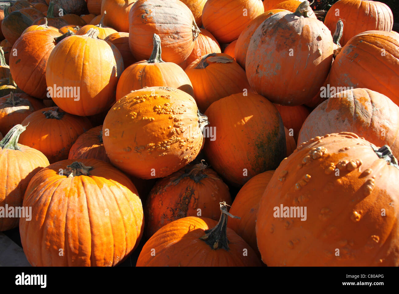 Many big pumpkins with bumps and dirt Stock Photo