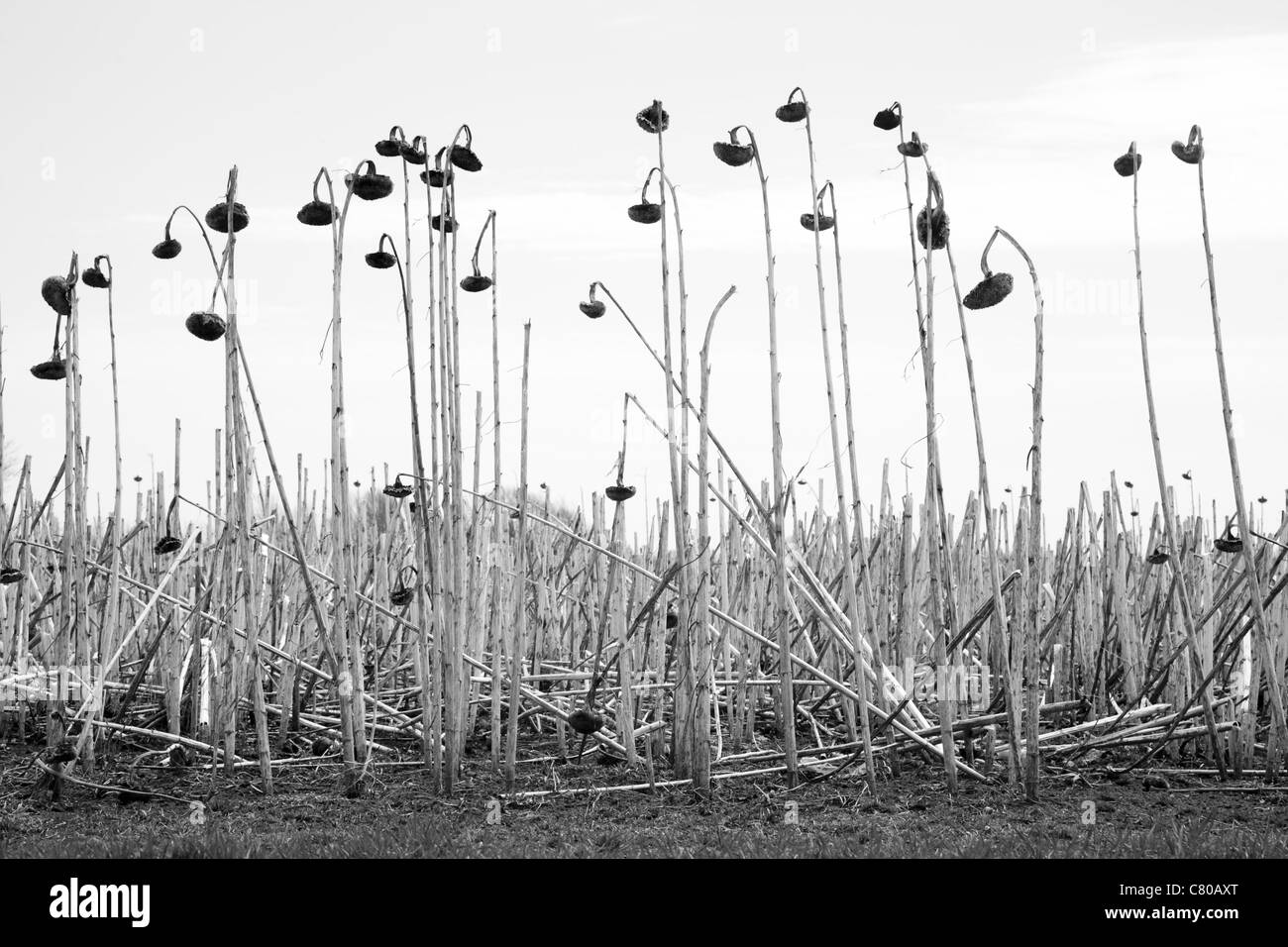 Field of sunflowers Black and White Stock Photos & Images - Alamy