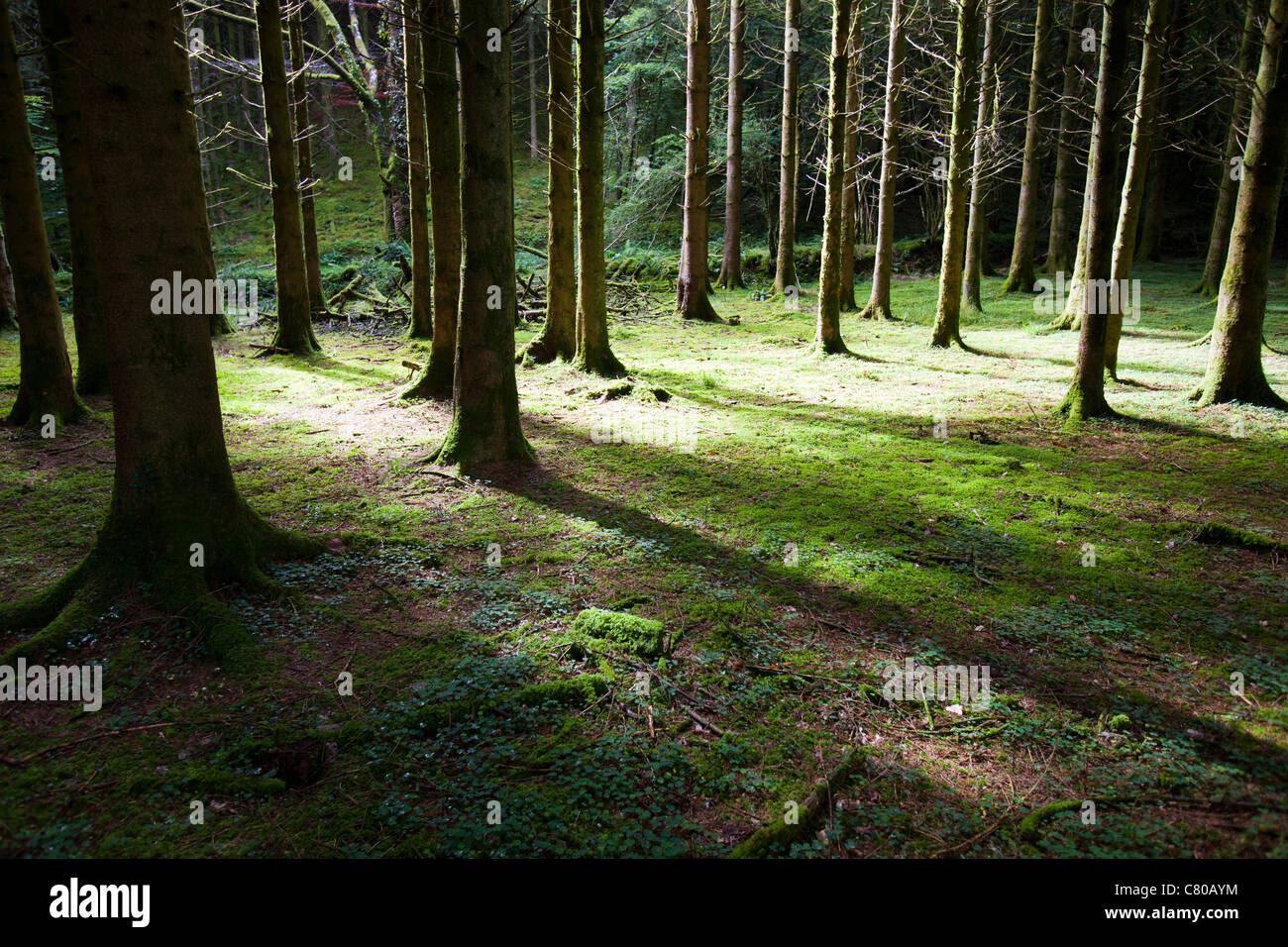 A conifer plantation near Dulverton in North Devon, UK. Stock Photo