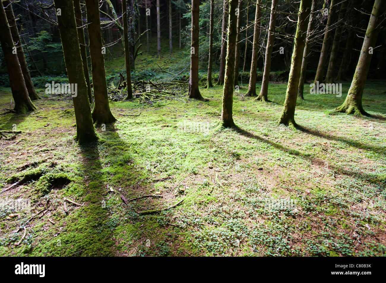 A conifer plantation near Dulverton in North Devon, UK. Stock Photo