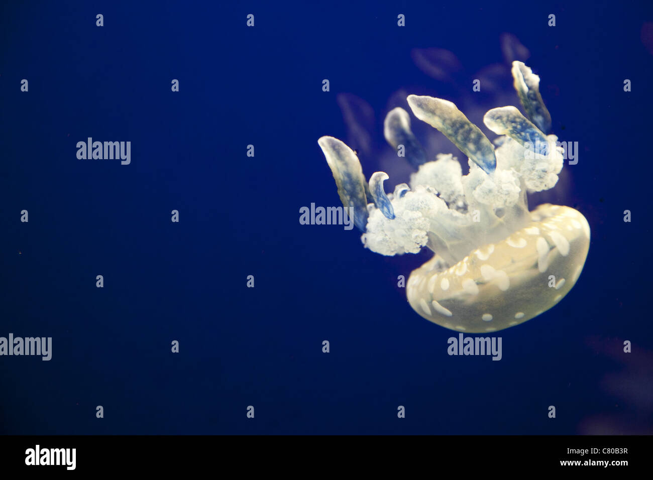 White jellyfish against clear blue waters in the Vancouver Aquarium Stock Photo