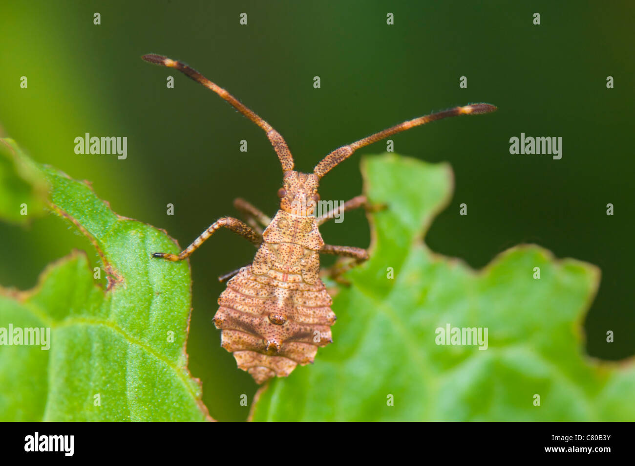 Squash Bug (Coreus marginatus) Stock Photo
