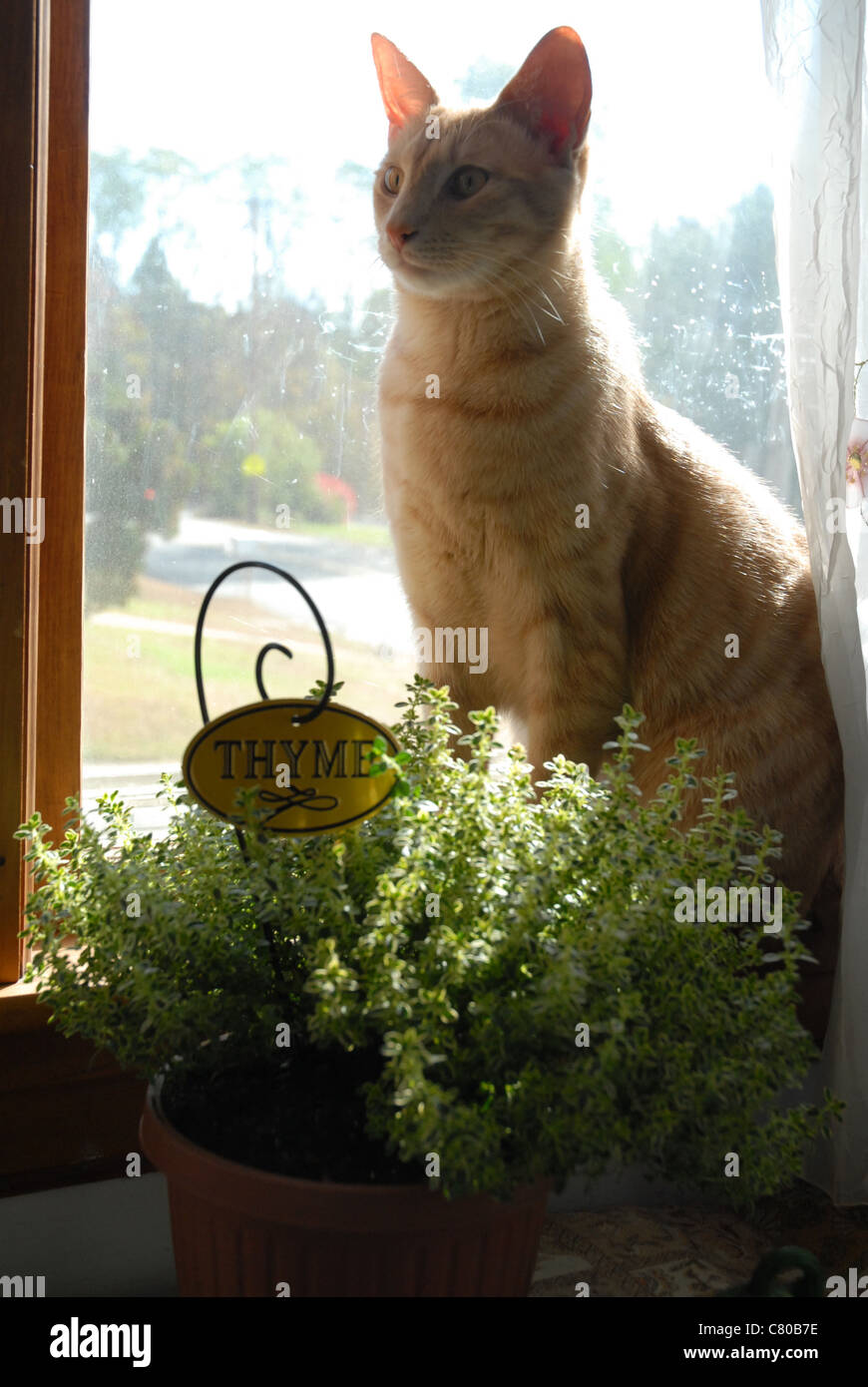 Cat thyme hires stock photography and images Alamy