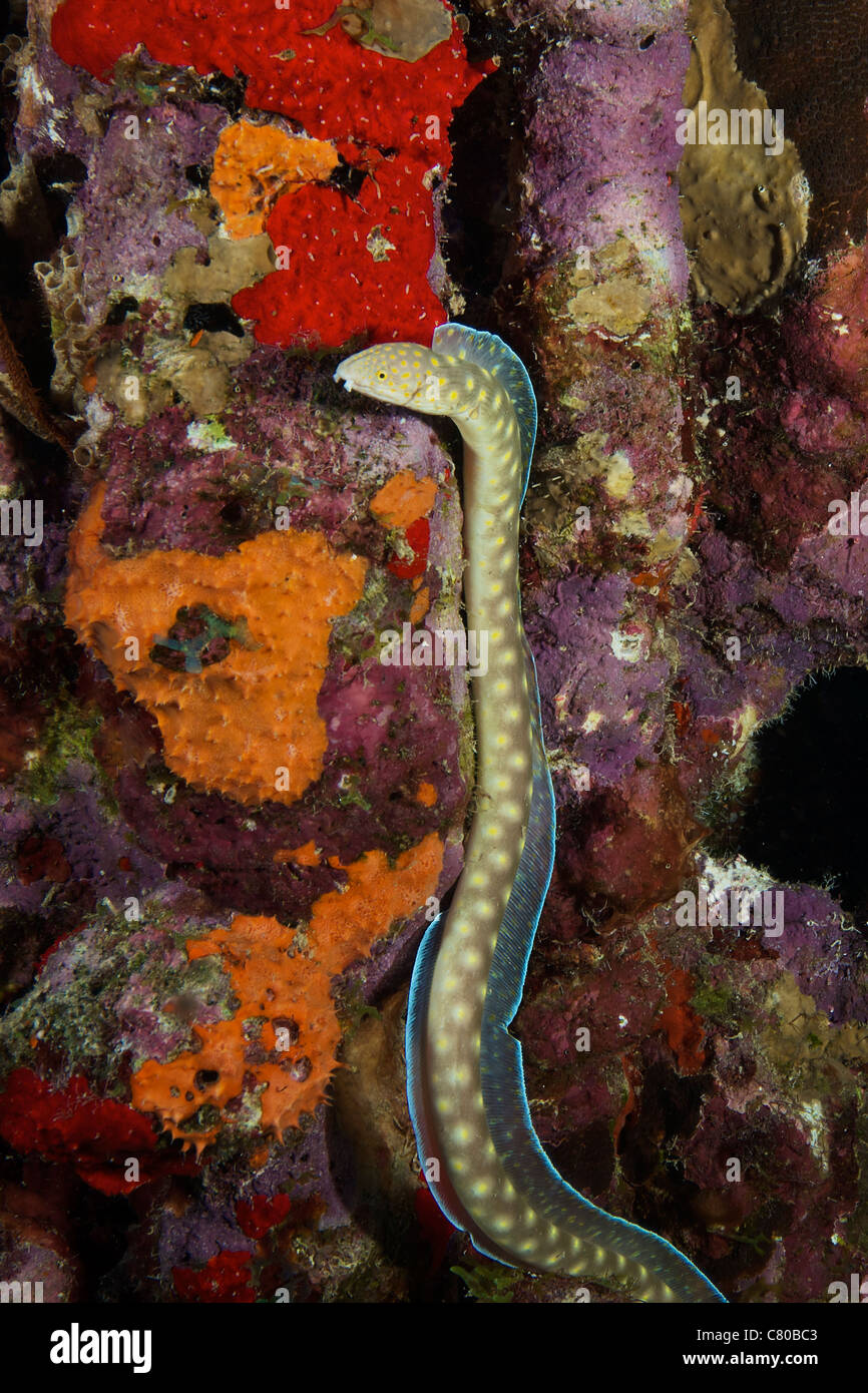Sharptail Eel searching for food, Bonaire, Caribbean Netherlands. Stock Photo