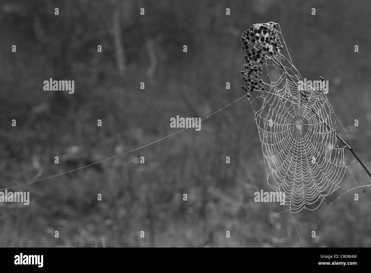 A Black and White Photograph of a dewed spider web on a foggy morning in the the forest in spring. Stock Photo