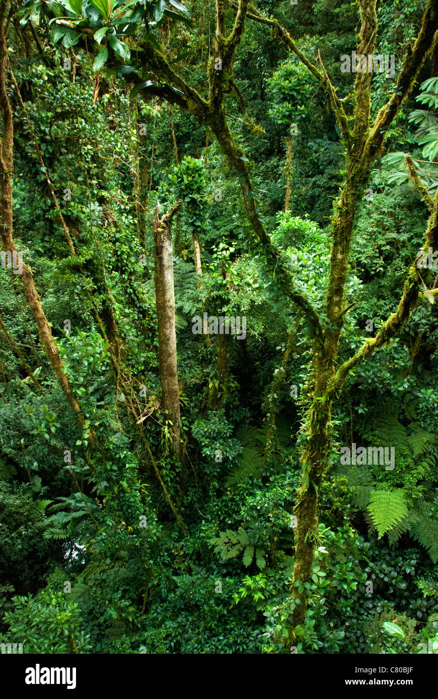 Selvatura Hanging Bridge Park view . Monteverde Cloud Forest Preserve. Puntarenas province, Costa Rica. Central America. Stock Photo