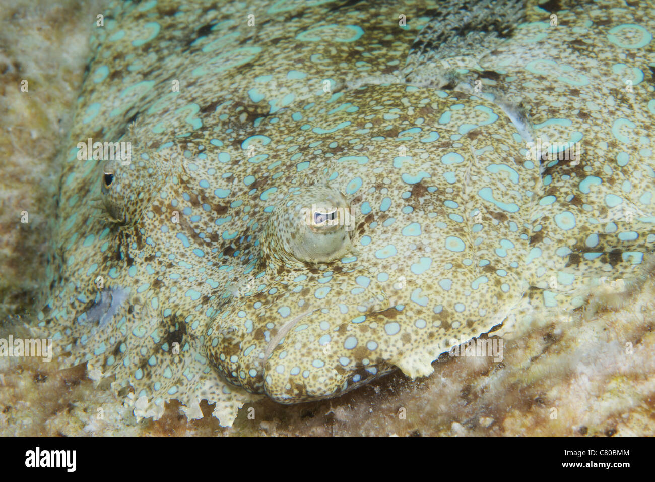 Peacock flounder camouflaged against the sea floor, Bonaire, Caribbean Netherlands. Stock Photo