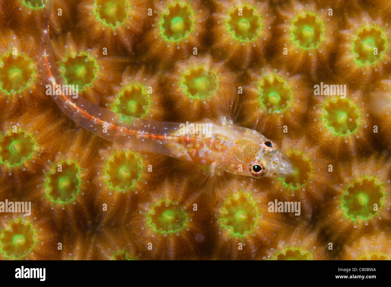 Unknown gobie/ blenny found at 48 feet deep, Bonaire, Caribbean Netherlands. Stock Photo