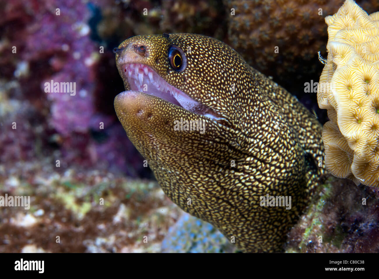 Close-up view of a Goldentail Moray Eel, Bonaire, Caribbean Netherlands. Stock Photo