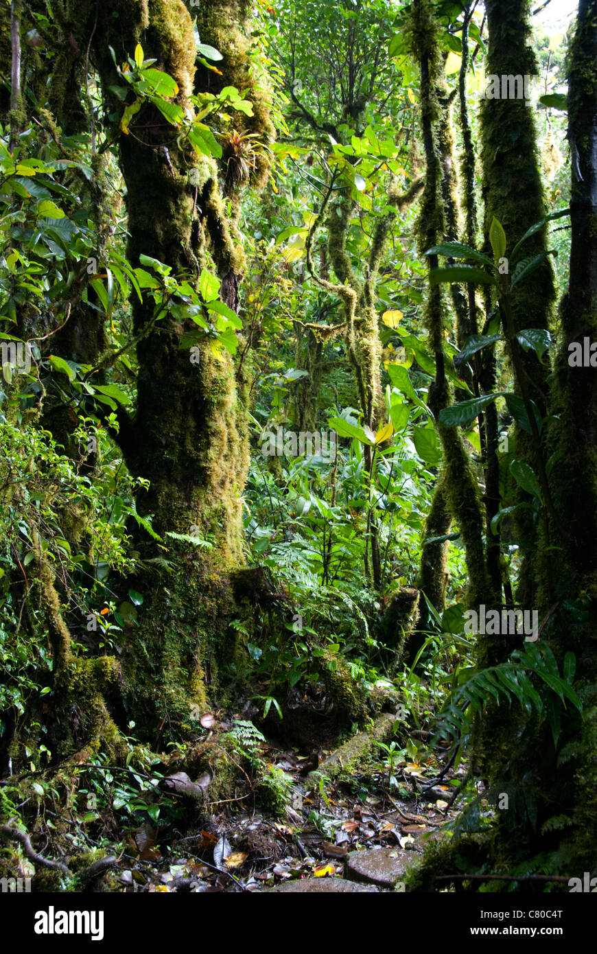Monteverde Cloud Forest Preserve. Puntarenas province, Costa Rica. Central America. Stock Photo