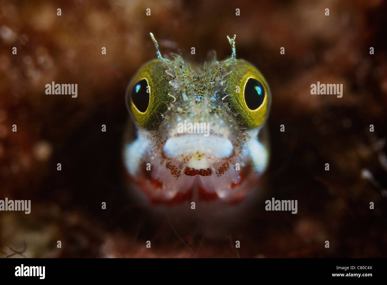 A Secretary Blenny looks out from its coral home, Bonaire, Caribbean Netherlands. Stock Photo