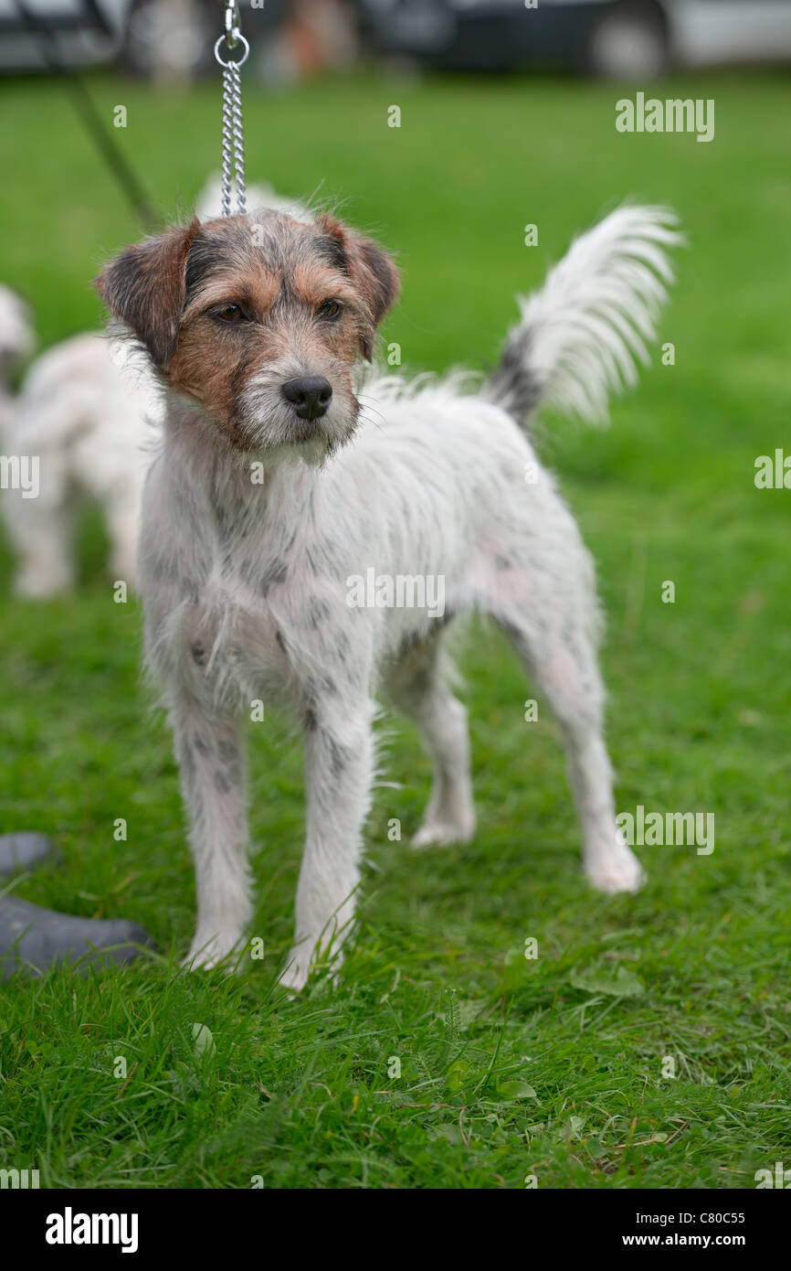 Rough coated Jack Russell Terrier, standing Stock Photo - Alamy