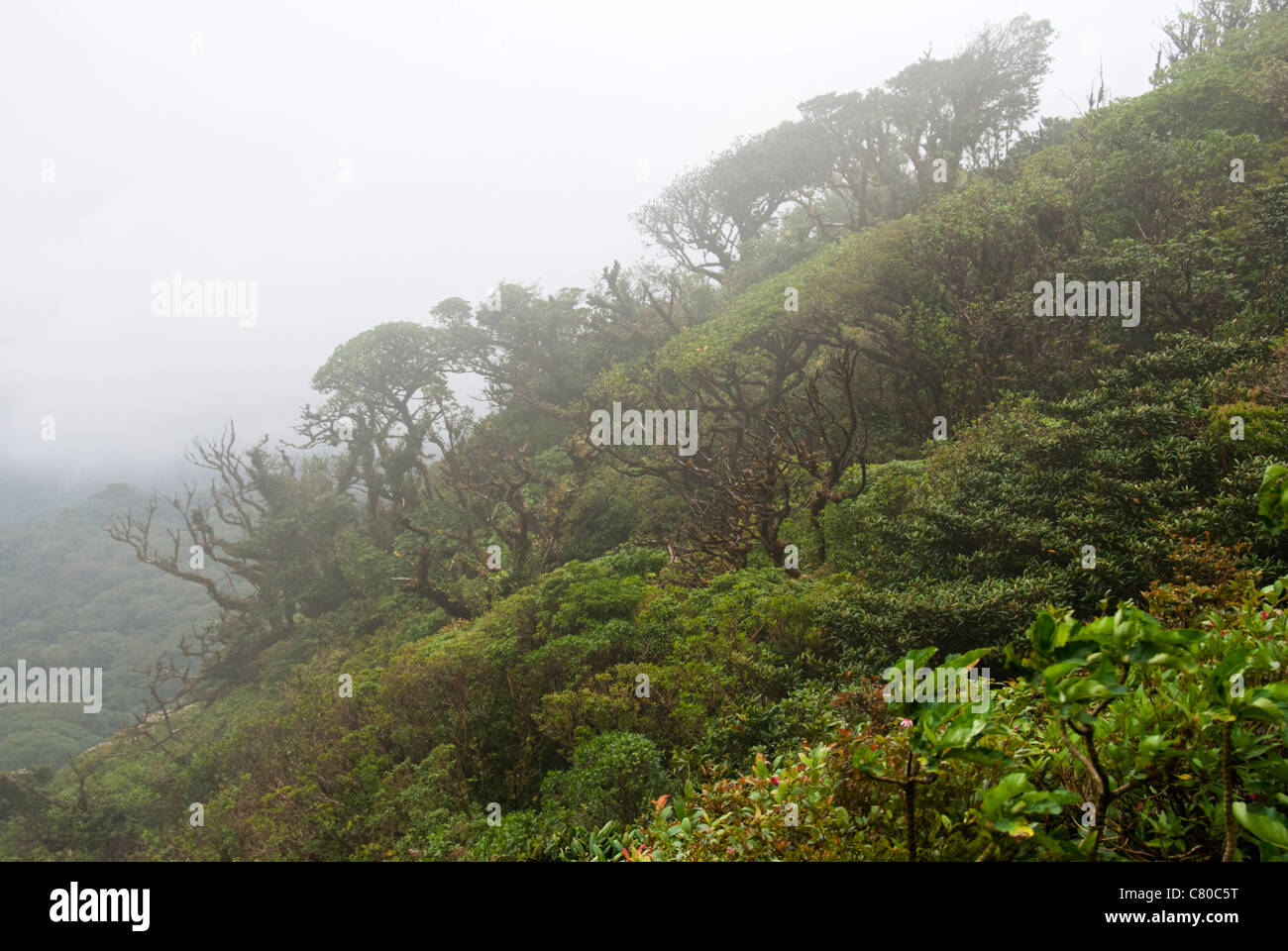 Monteverde Cloud Forest Preserve. Puntarenas province, Costa Rica. Central America Stock Photo