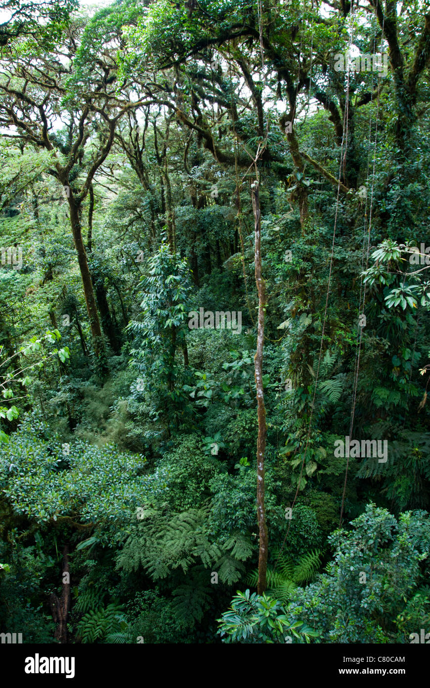 Monteverde Cloud Forest Preserve. Puntarenas province, Costa Rica. Central America. Stock Photo