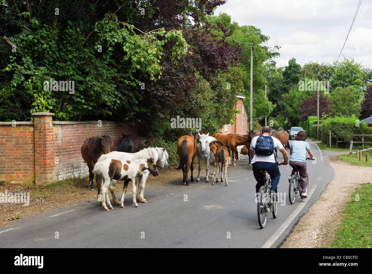 Cyclists passing New Forest ponies blocking the road in the village of Burley, New Forest, Hampshire, England, UK Stock Photo