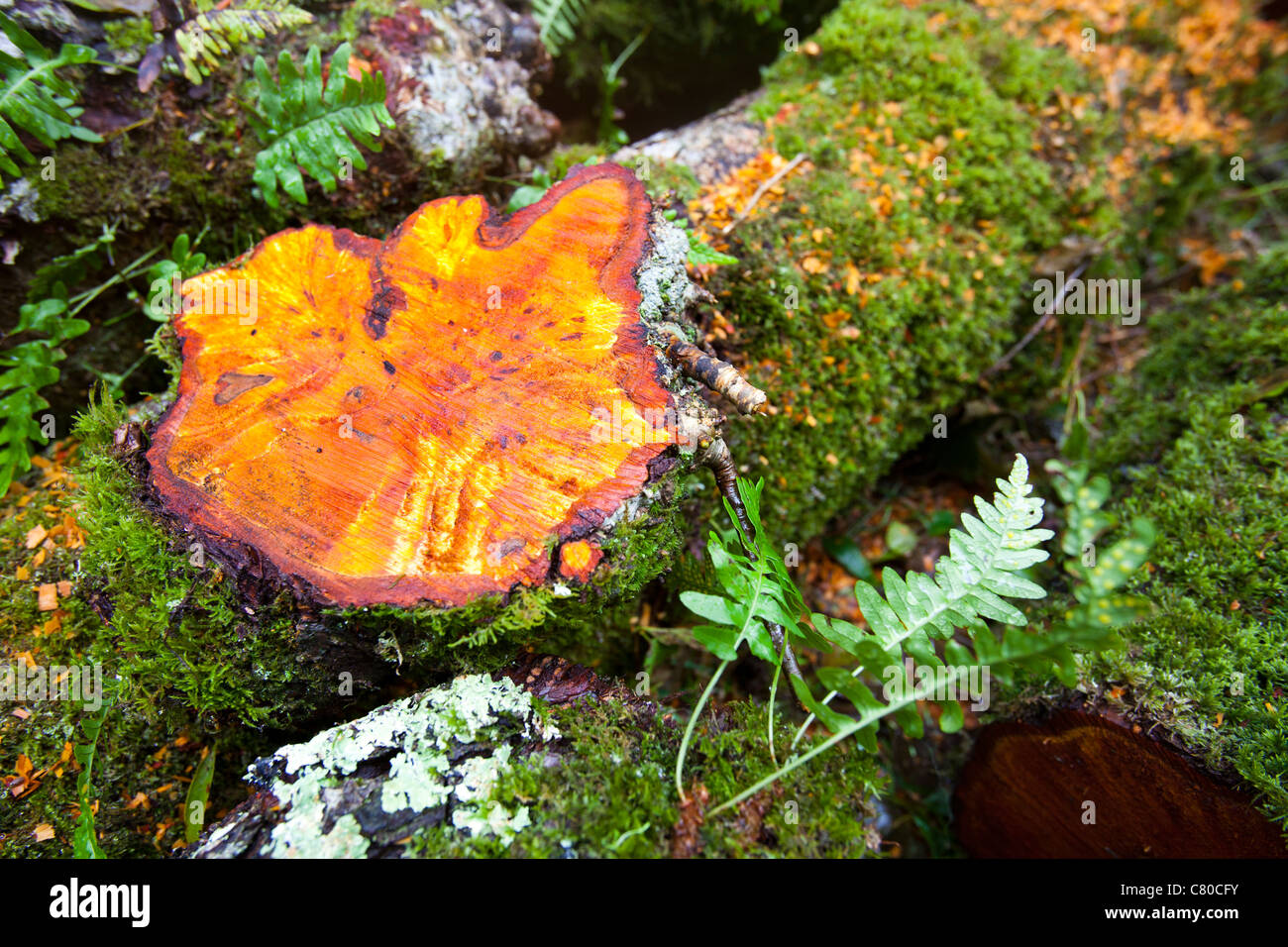 An Alder tree chopped down in a forest near Dulverton, Devon, UK. Stock Photo