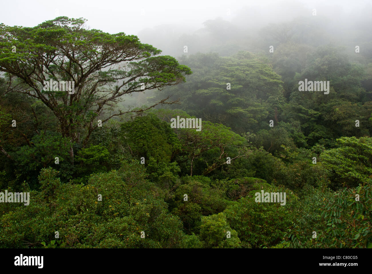 Selvatura Hanging Bridge Park view . Monteverde Cloud Forest Preserve. Puntarenas province, Costa Rica. Central America. Stock Photo