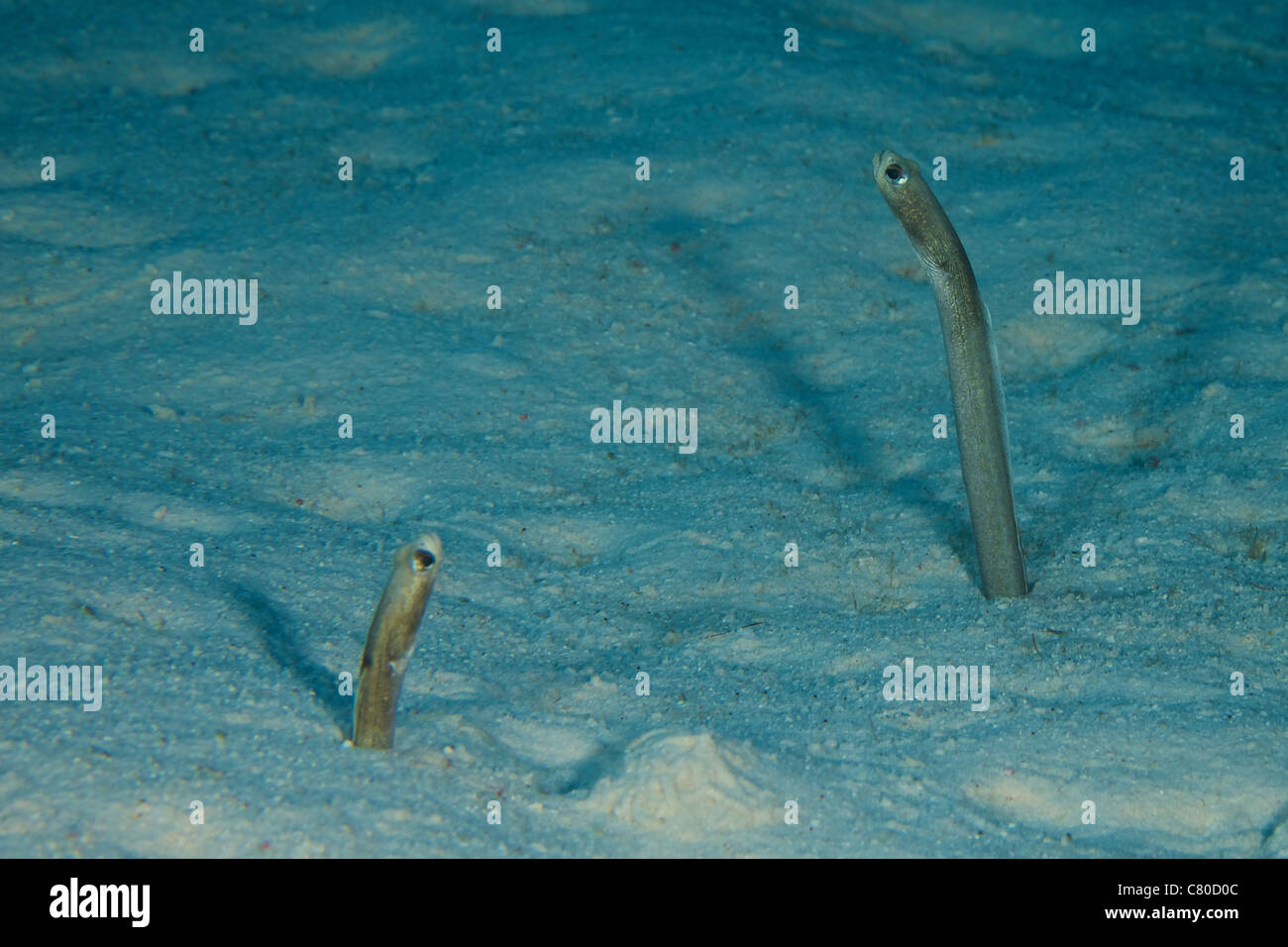 Brown Garden Eels protrude from their sea floor burrows, Bonaire, Caribbean Netherlands. Stock Photo