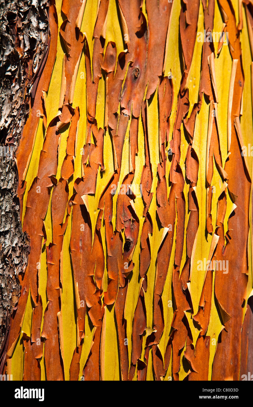New layer of smooth bark on the trunk of an Arbutus tree, Vancouver Island, British Columbia, Canada Stock Photo