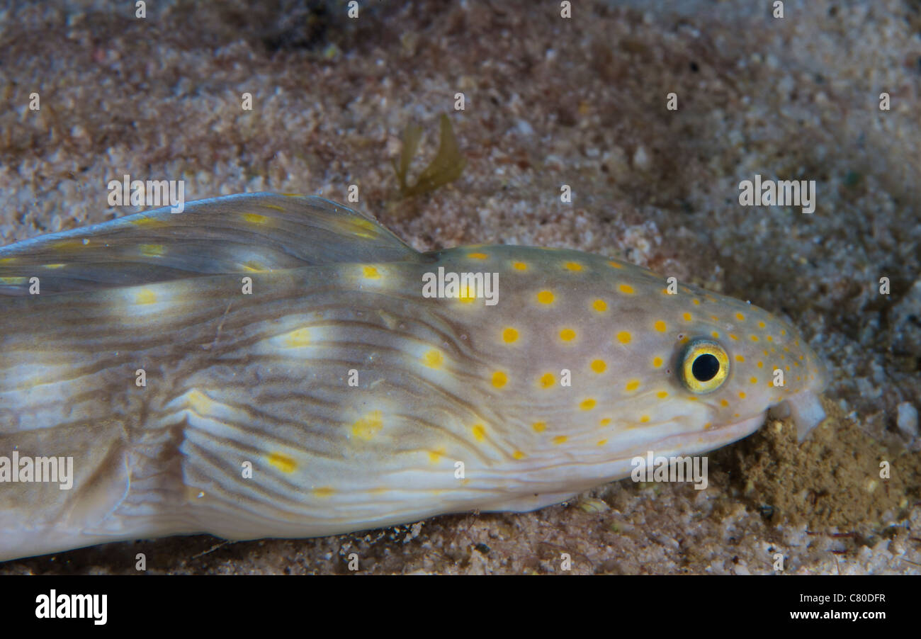 Sharptail eel searching for food at night, Bonaire, Caribbean Netherlands. Stock Photo