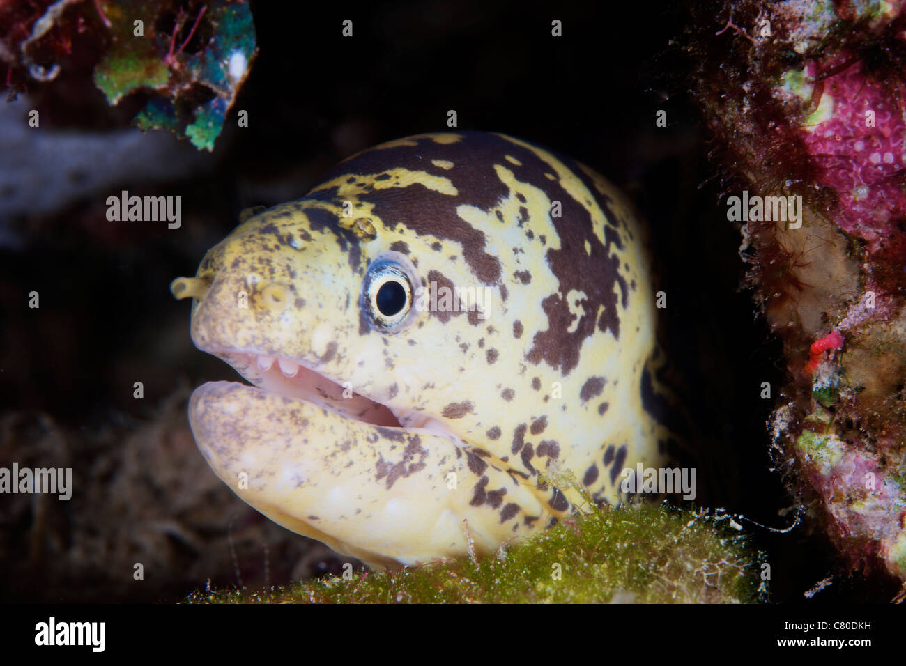 A chain moray eel peers out of its hole, Bonaire, Caribbean Netherlands. Stock Photo